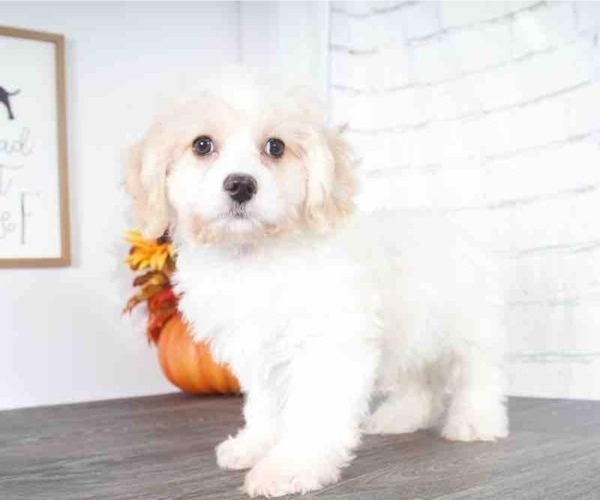 Medium Photo #1 Cavachon Puppy For Sale in RED LION, PA, USA