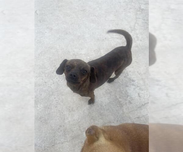 Medium Photo #1 Chihuahua Puppy For Sale in San Antonio, TX, USA