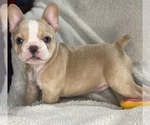 Puppy Indiana Faux Frenchbo Bulldog
