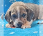 Small Photo #1 Beagle Puppy For Sale in COOS BAY, OR, USA