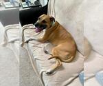 Small #2 Black Mouth Cur Mix