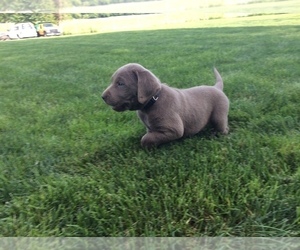 Labrador Retriever Puppy for sale in MIDDLEBURY, IN, USA