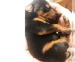 Small Photo #6 Doberman Pinscher Puppy For Sale in EUFAULA, AL, USA