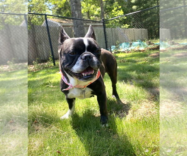 Medium Photo #2 French Bulldog Puppy For Sale in Oak Bluffs, MA, USA