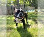Small #1 French Bulldog