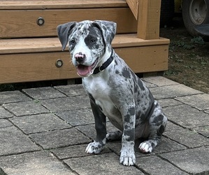 Staffordshire Bull Terrier Puppy for sale in STAFFORD, VA, USA