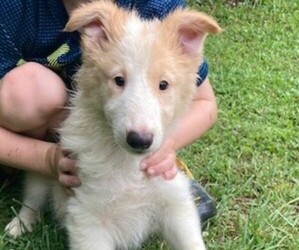 Collie Puppy for sale in BREVARD, NC, USA