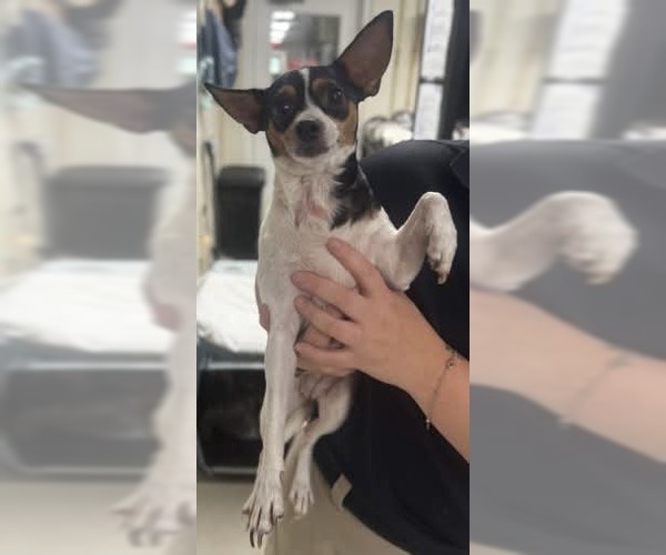 Medium Photo #3 Chihuahua-Unknown Mix Puppy For Sale in Rockaway, NJ, USA
