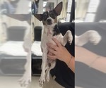 Small #2 Chihuahua Mix