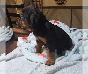 Bloodhound Puppy for sale in HUDSON, FL, USA