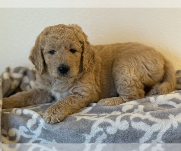 Medium Photo #1 Goldendoodle Puppy For Sale in VALENCIA, CA, USA