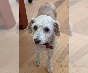 Bella - Female Poodle (Miniature) Dog for Adoption - Photo #3
