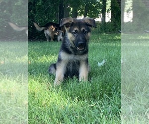German Shepherd Dog Puppy for sale in EAST LYME, CT, USA