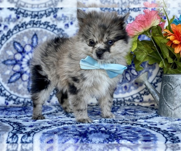 Medium Photo #3 Pomeranian Puppy For Sale in LANCASTER, PA, USA