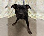 CYRIL - Male Rottweiler-Unknown Mix Dog for Adoption - Small photo