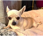 Small #24 Chihuahua