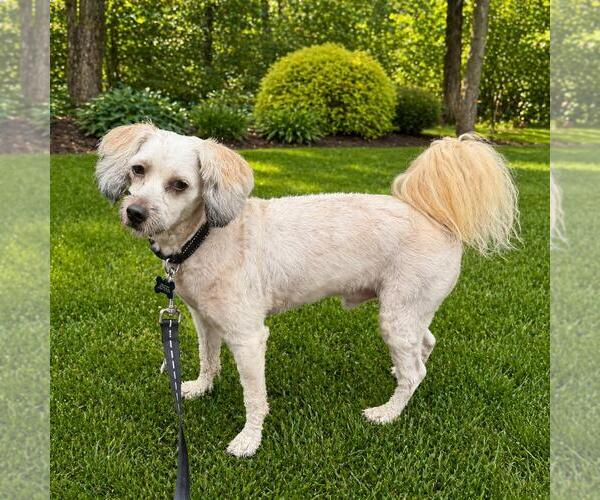 Medium Photo #4 Poodle (Miniature) Puppy For Sale in Westminster, MD, USA