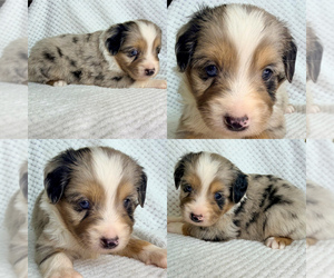 Miniature Australian Shepherd Puppy for sale in BROOKER, FL, USA