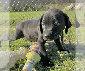 Dusty - Female Bulldog-Unknown Mix Dog for Adoption - Photo #2