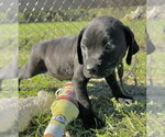 Small Photo #2 Bulldog-Unknown Mix Puppy For Sale in Tarrytown, GA, USA
