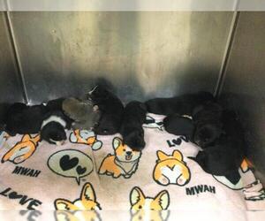 Mutt Dogs for adoption in Riverside, CA, USA