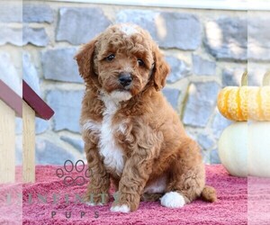 Goldendoodle (Miniature) Puppy for sale in EPHRATA, PA, USA
