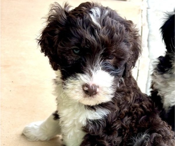 Medium Photo #3 Bernedoodle Puppy For Sale in WEATHERFORD, TX, USA