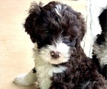 Small Photo #3 Bernedoodle Puppy For Sale in WEATHERFORD, TX, USA