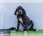 Puppy Jasper Great Dane