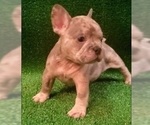 Small Photo #2 French Bulldog Puppy For Sale in N LAS VEGAS, NV, USA