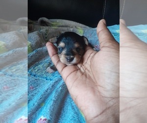 Poodle (Toy)-YorkiePoo Mix Puppy for sale in SHELBY, NC, USA