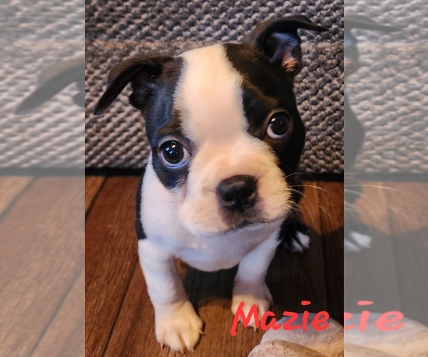 Medium Photo #1 Boston Terrier Puppy For Sale in LEXINGTON, IN, USA