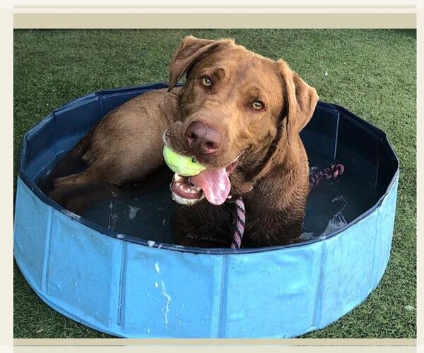 Medium Photo #3 Chesapeake Bay Retriever Puppy For Sale in Dana Point, CA, USA