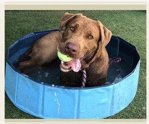 Delilah - Female Chesapeake Bay Retriever Dog for Adoption - Photo #3