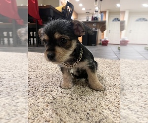 Chorkie Puppy for sale in CHICO, CA, USA