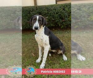 PATRICIA - Female Plott Hound-Unknown Mix Dog for Adoption - Photo #2