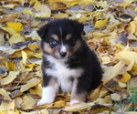 Small #1 Australian Shepherd