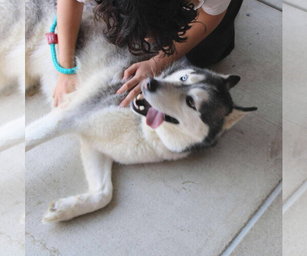 Medium Photo #3 Siberian Husky Puppy For Sale in Holly Springs, NC, USA