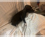 Small Photo #12 American Pit Bull Terrier Puppy For Sale in BUFFALO, NY, USA