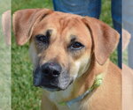 Small German Shepherd Dog Mix