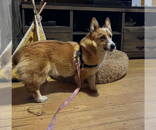 Medium Photo #5 Pembroke Welsh Corgi Puppy For Sale in Denver , CO, USA