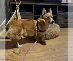 Small #4 Pembroke Welsh Corgi