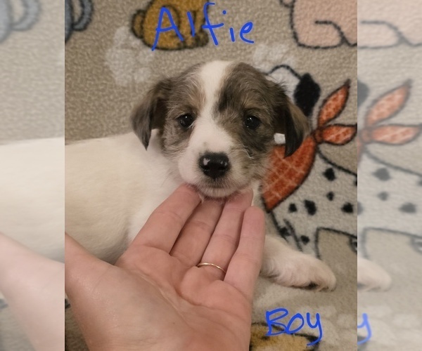 Medium Photo #12 Chizer Puppy For Sale in MONTEZUMA, GA, USA
