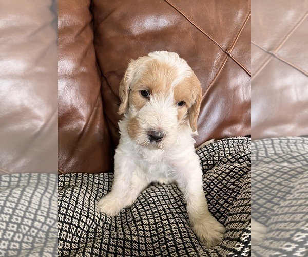 Medium Photo #22 Labradoodle Puppy For Sale in MIFFLINBURG, PA, USA