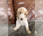 Small Photo #22 Labradoodle Puppy For Sale in MIFFLINBURG, PA, USA