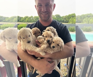 Doodle-Golden Retriever Mix Puppy for Sale in SWANSEA, Illinois USA
