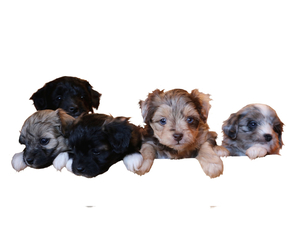 Aussie-Poo-Aussiedoodle Mix Puppy for sale in RENO, NV, USA