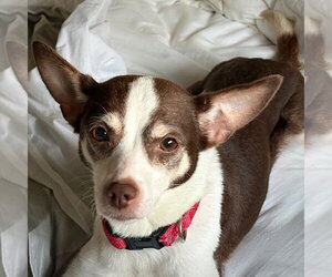 Posey (VA) - Female Rat Terrier Dog for Adoption - Photo #3