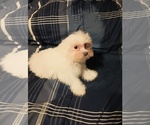 Small Photo #2 Maltese Puppy For Sale in LUDOWICI, GA, USA