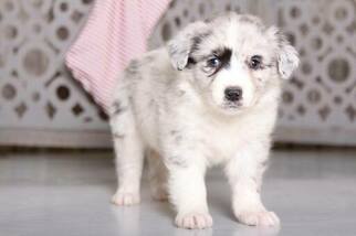 Australian Shepherd Puppy for sale in MOUNT VERNON, OH, USA